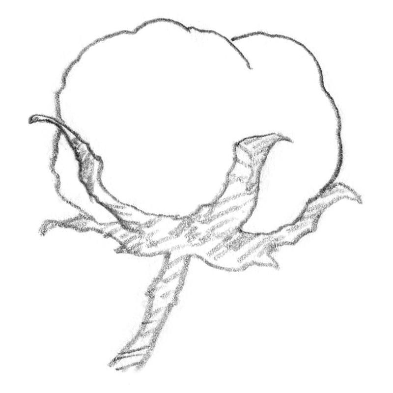 cotton